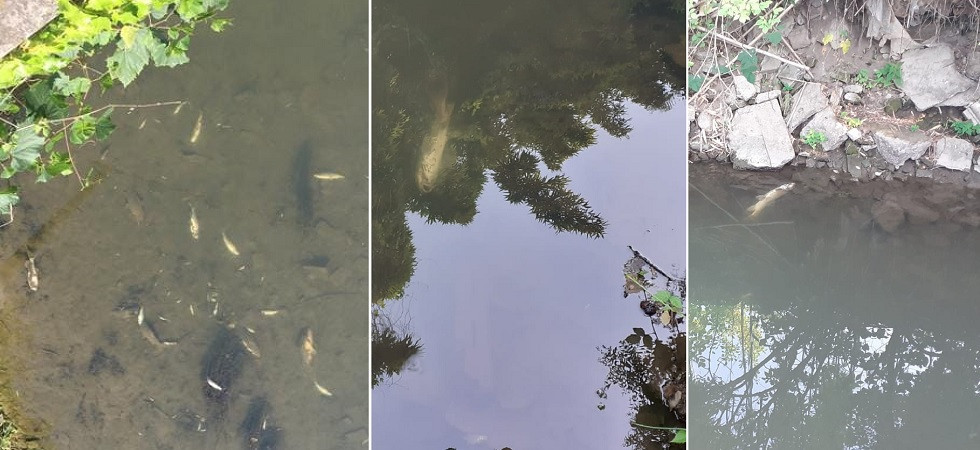 Sversamento di liquami nell'acqua del fiume: moltissimi pesci sono morti